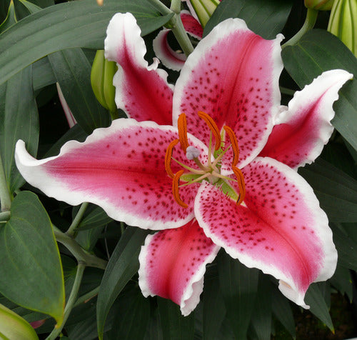 Barbara King 5pc. Fragrant Oriental Lily Dizzy