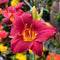 4pc. Bare Root Daylily