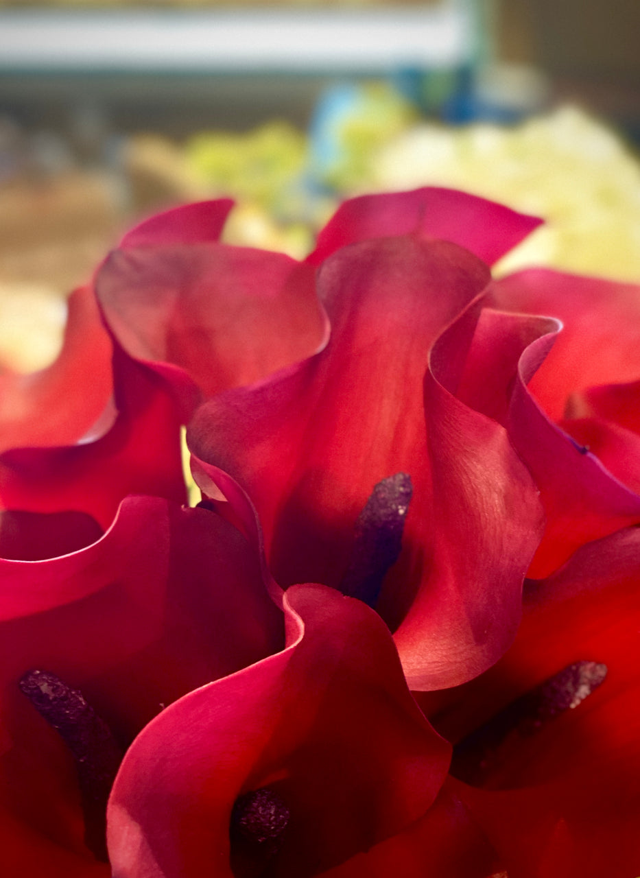 Barbara King 3pc. Calla Red Alert