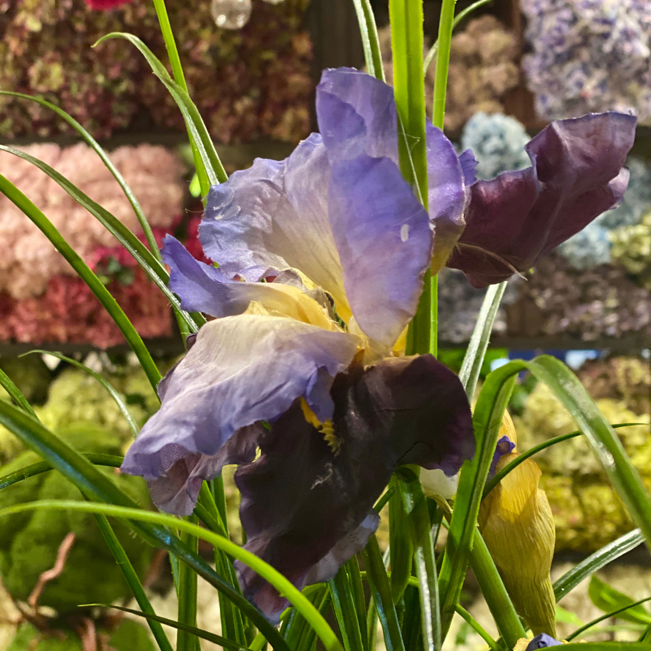 Barbara King 3pc. Award Winning Iris Collection