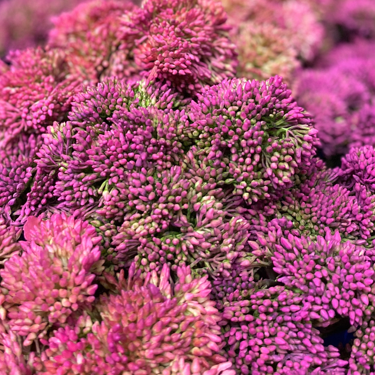 Barbara King 3pc. Award Winning Sedum Brilliant