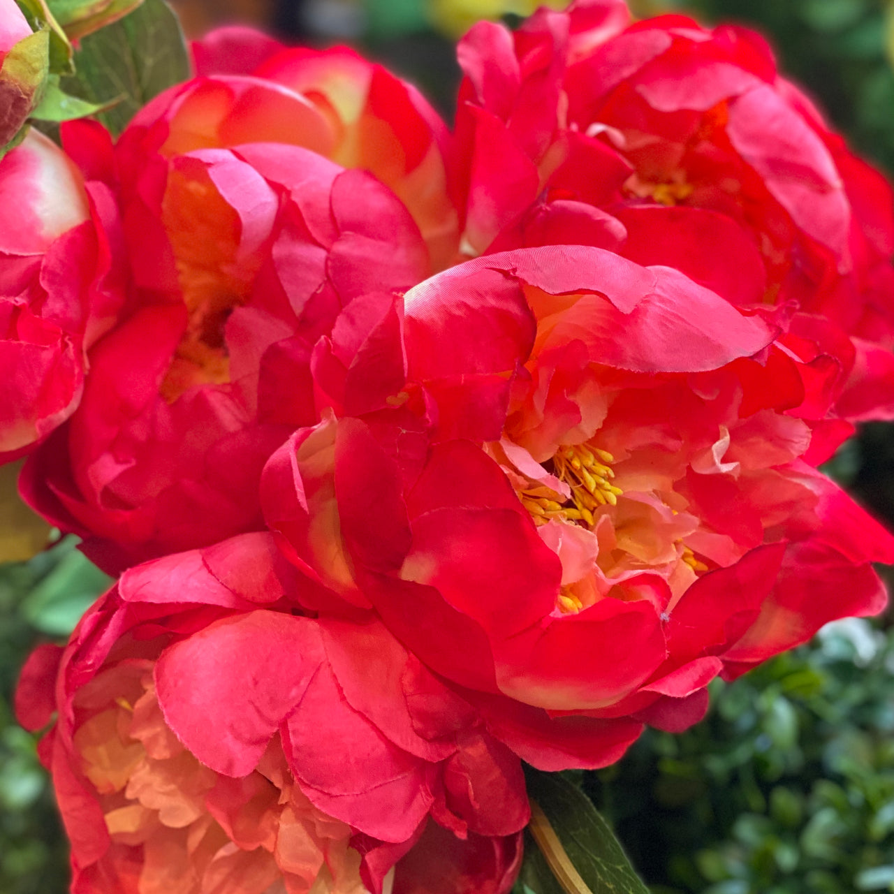 Barbara King 3pc. Award Winning  Fragrant Peony Coral Sunset