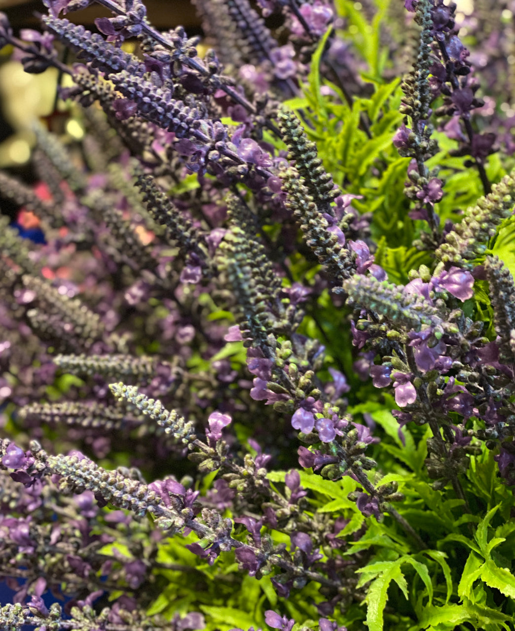 Barbara King 3pc. Award Winning Salvia May Night