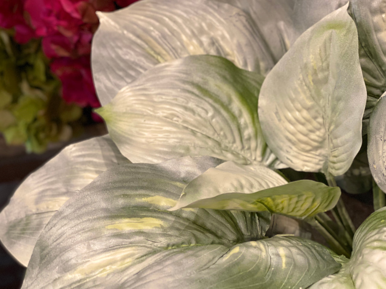 Barbara King 3pc. Hosta White Feather