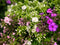 Barbara King 5pc. Fragrant Phlox Purple & White