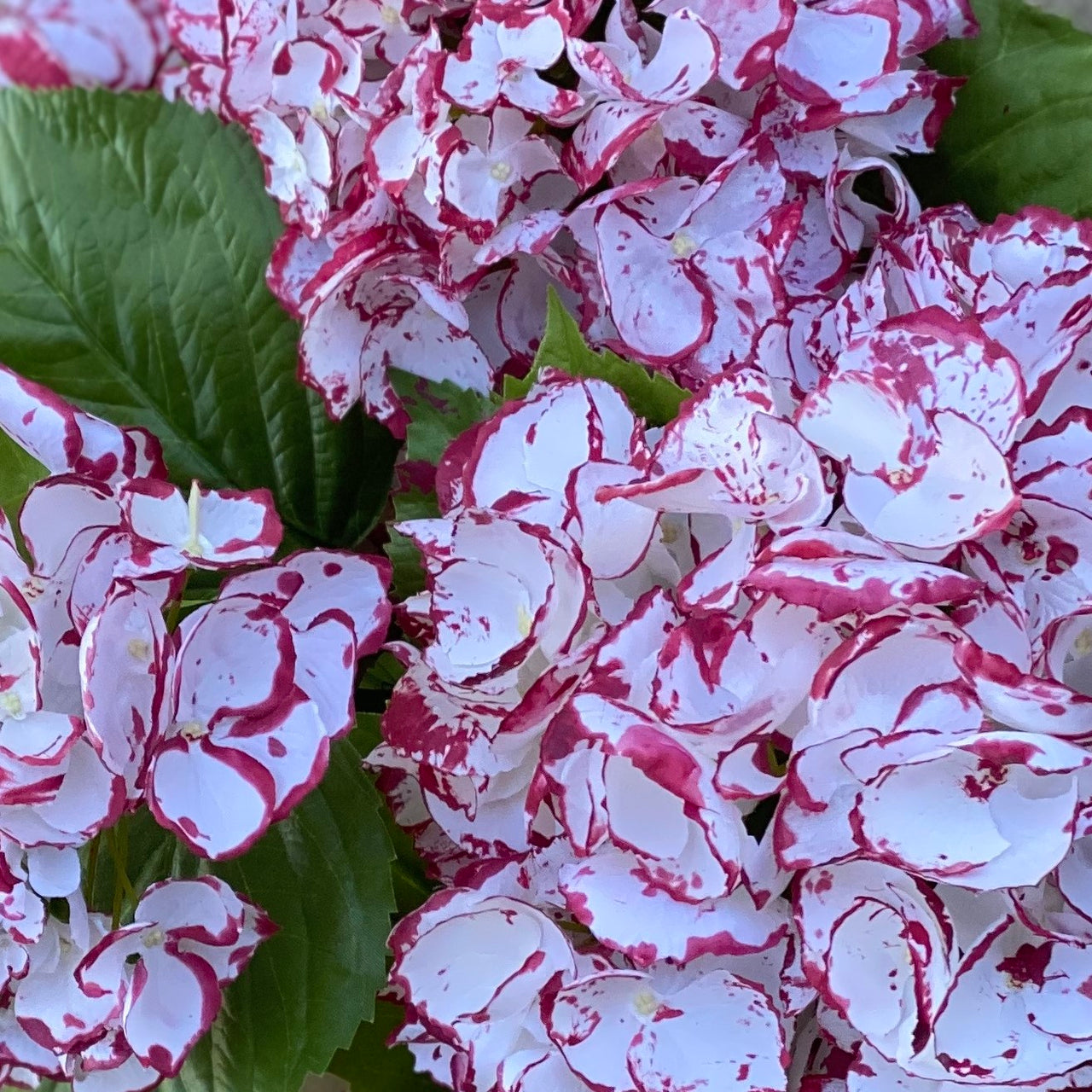 Barbara King 1pc. Award Winning  Hydrangea Miss Saori