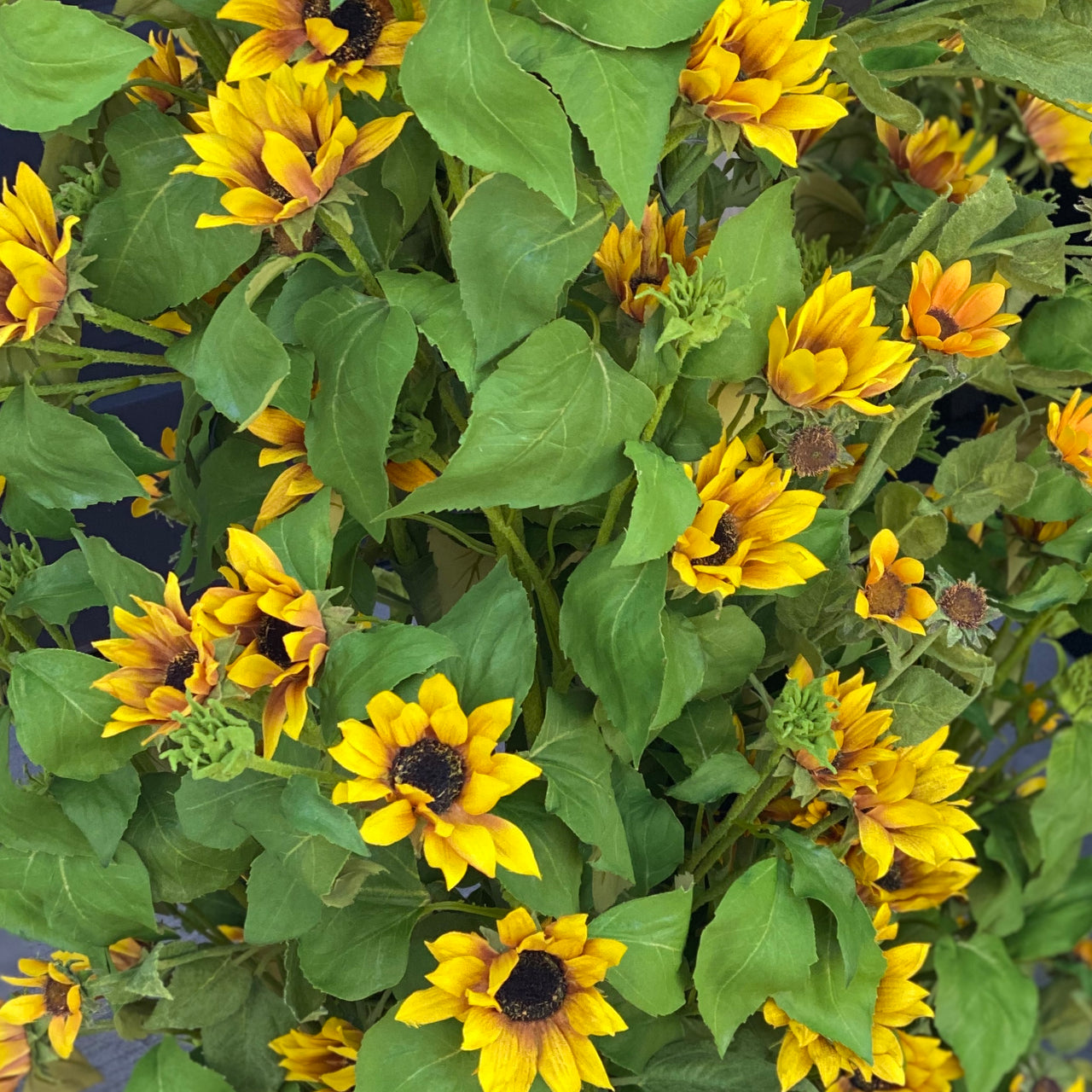 Barbara King 3pc. Perennial Sunflower Maximillian