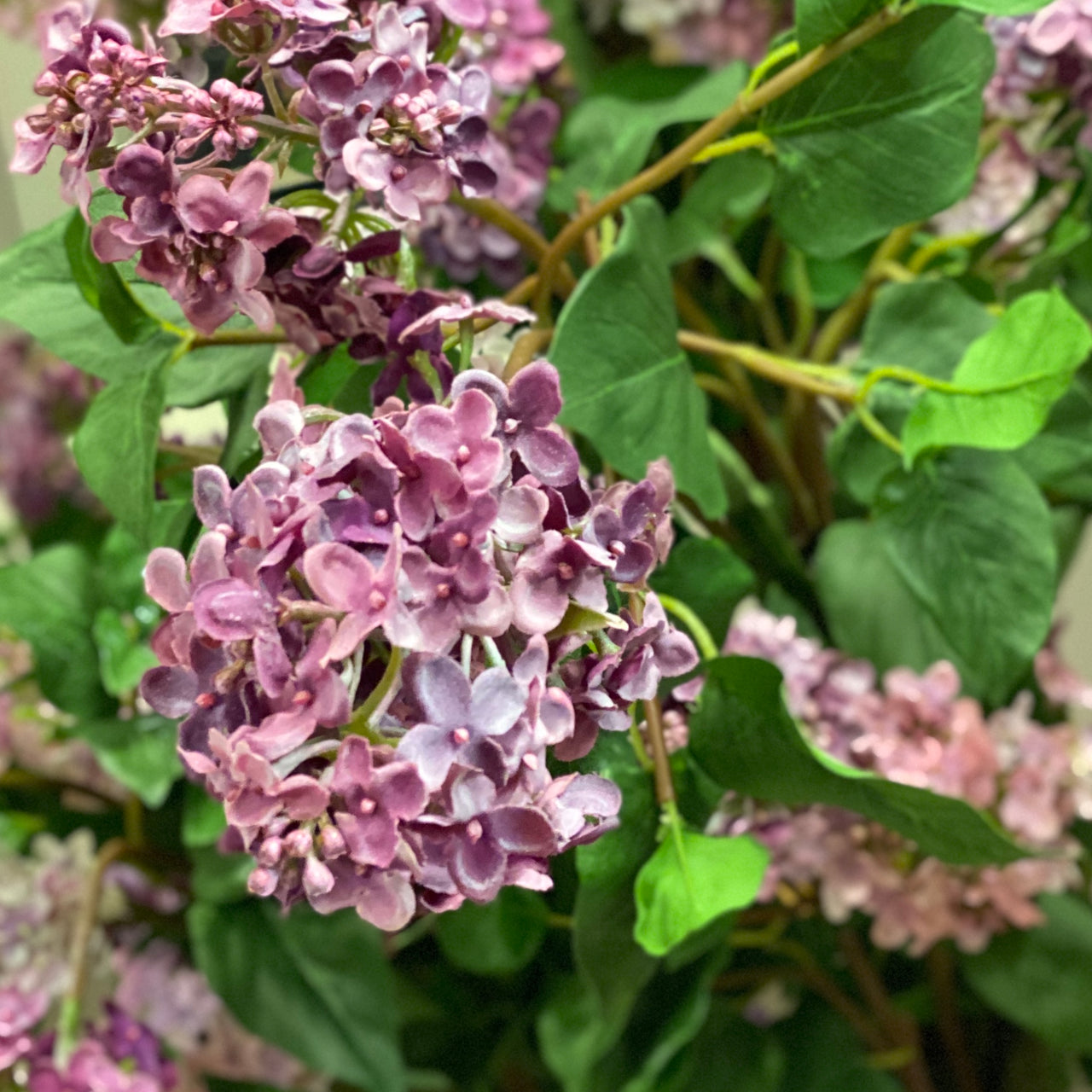 Barbara King 2pc. Reblooming Lilac Josee
