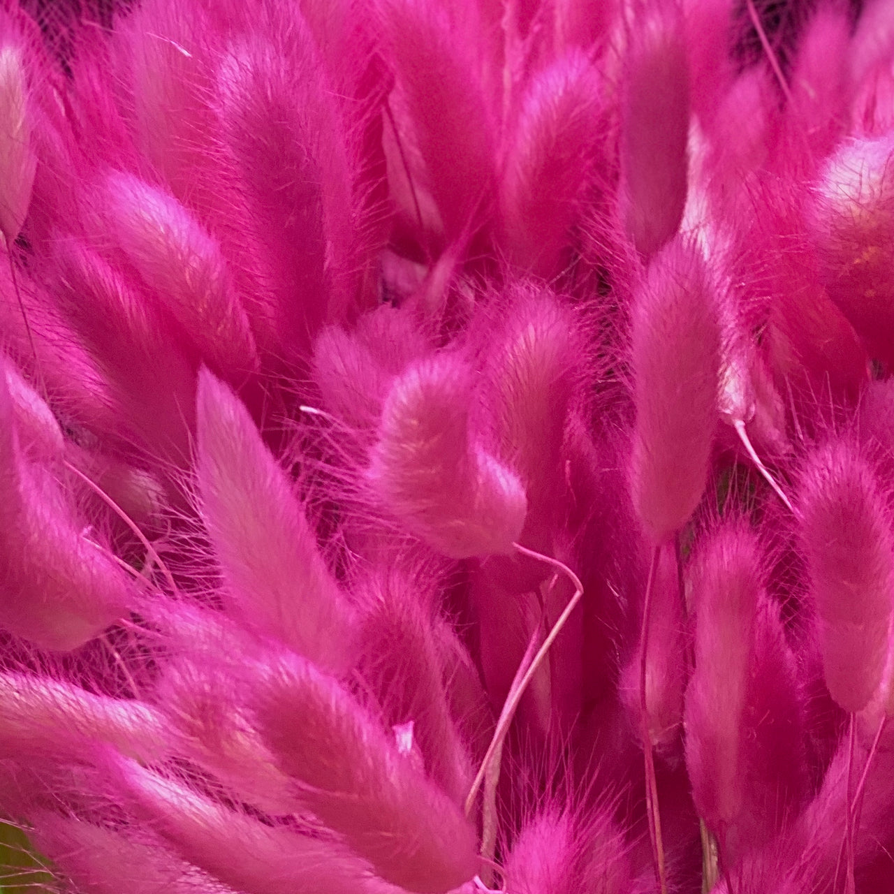 Barbara King 3pc. Japanese Bottlebrush Plant