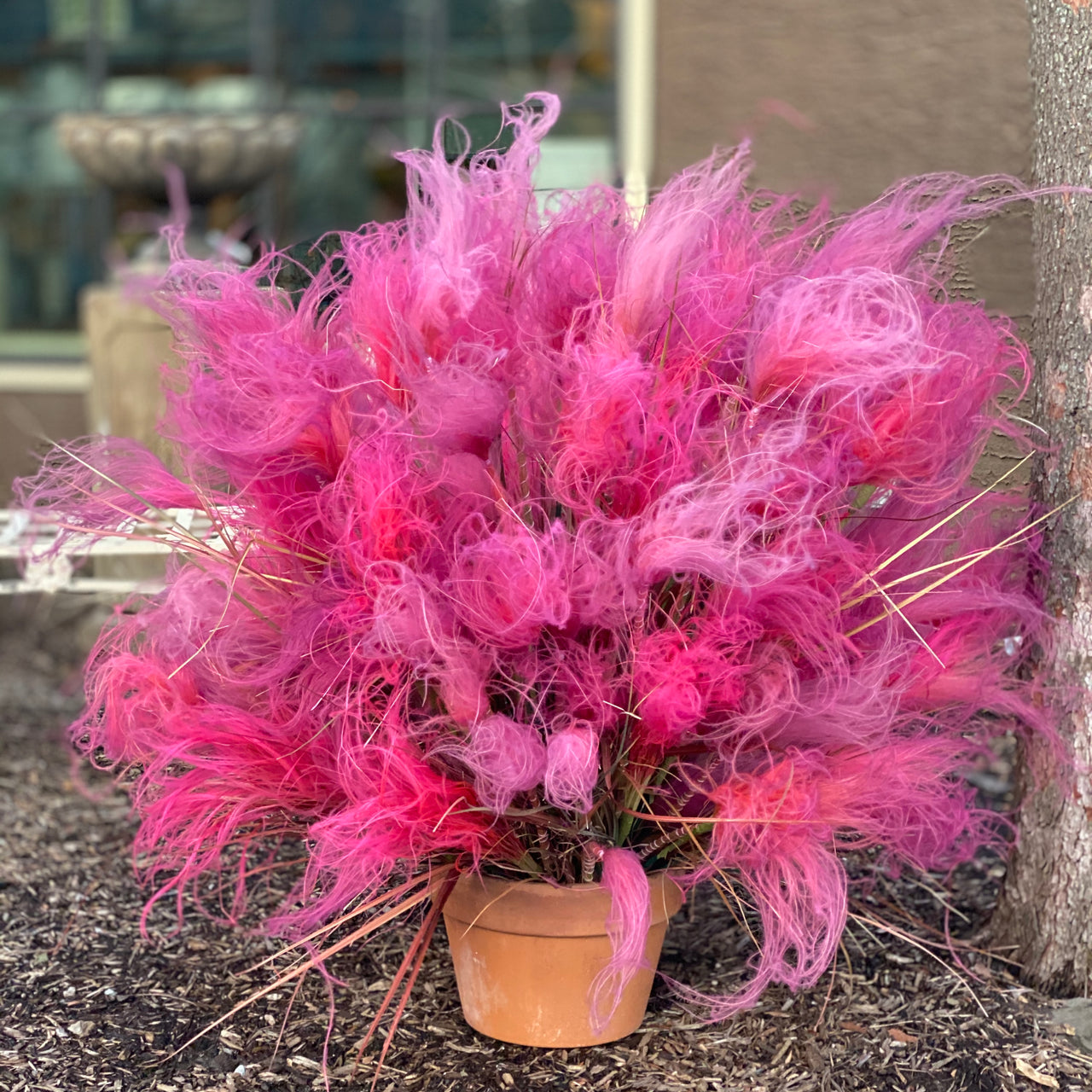 Barbara King 3pc. Pink Muhly Grass