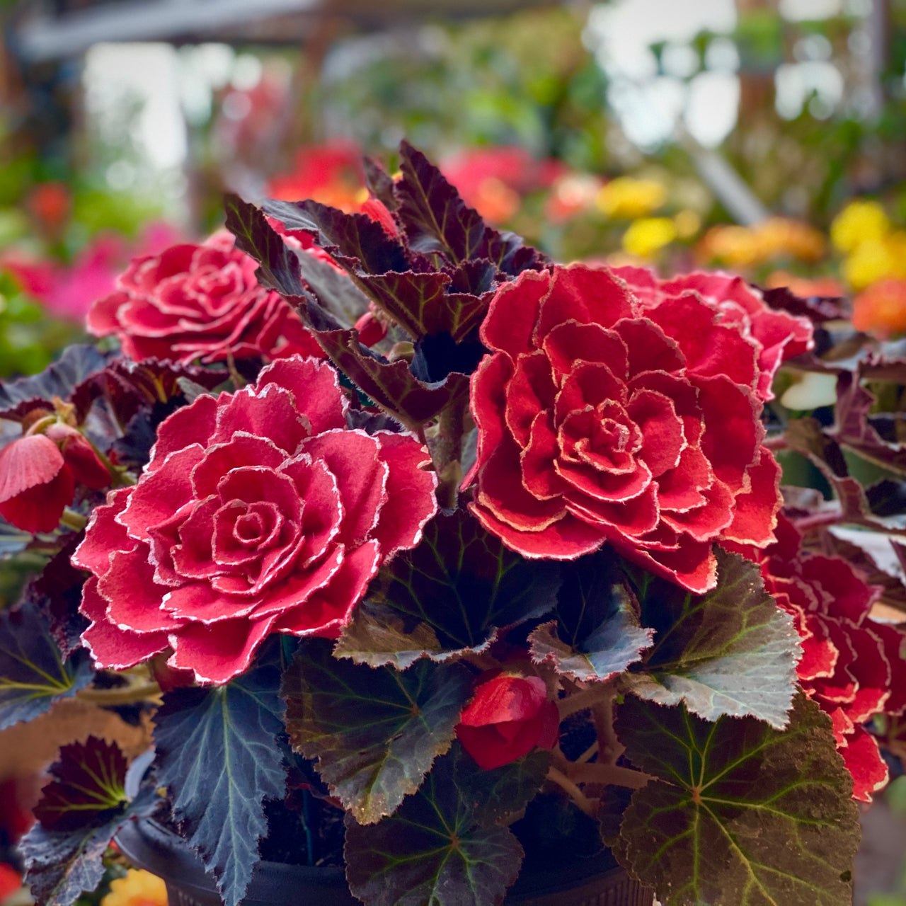 Lace Begonia Collection
